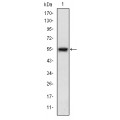 anti-HYAL1 antibody (Hyaluronidase-1) (N-Term)