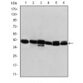 anti-HYAL1 antibody (Hyaluronidase-1) (N-Term)