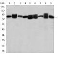 anti-HYAL1 antibody (Hyaluronidase-1) (N-Term)