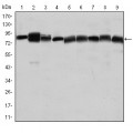 anti-HYAL1 antibody (Hyaluronidase-1) (N-Term)