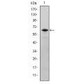 anti-HYAL1 antibody (Hyaluronidase-1) (N-Term)
