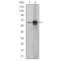 anti-HYAL1 antibody (Hyaluronidase-1) (N-Term)