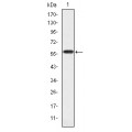 anti-HYAL1 antibody (Hyaluronidase-1) (N-Term)