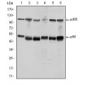anti-HYAL1 antibody (Hyaluronidase-1) (N-Term)