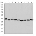 anti-HYAL1 antibody (Hyaluronidase-1) (N-Term)