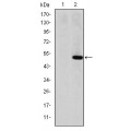 anti-HYAL1 antibody (Hyaluronidase-1) (N-Term)
