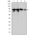 anti-HYAL1 antibody (Hyaluronidase-1) (N-Term)