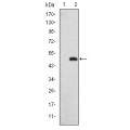 anti-HYAL1 antibody (Hyaluronidase-1) (N-Term)