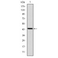 anti-HYAL1 antibody (Hyaluronidase-1) (N-Term)