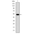 anti-HYAL1 antibody (Hyaluronidase-1) (N-Term)