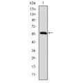 anti-HYAL1 antibody (Hyaluronidase-1) (N-Term)
