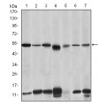 anti-HYAL1 antibody (Hyaluronidase-1) (N-Term)