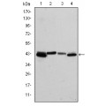 anti-HYAL1 antibody (Hyaluronidase-1) (N-Term)
