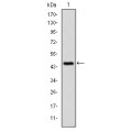 anti-HYAL1 antibody (Hyaluronidase-1) (N-Term)