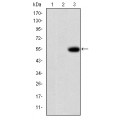 anti-HYAL1 antibody (Hyaluronidase-1) (N-Term)