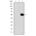 anti-HYAL1 antibody (Hyaluronidase-1) (N-Term)
