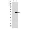 anti-HYAL1 antibody (Hyaluronidase-1) (N-Term)