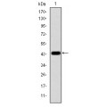 anti-HYAL1 antibody (Hyaluronidase-1) (N-Term)