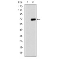 anti-HYAL1 antibody (Hyaluronidase-1) (N-Term)