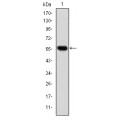 anti-HYAL1 antibody (Hyaluronidase-1) (N-Term)