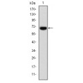 anti-HYAL1 antibody (Hyaluronidase-1) (N-Term)