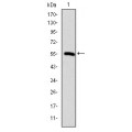 anti-HYAL1 antibody (Hyaluronidase-1) (N-Term)