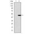 anti-HYAL1 antibody (Hyaluronidase-1) (N-Term)