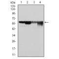 anti-HYAL1 antibody (Hyaluronidase-1) (N-Term)