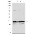 anti-HYAL1 antibody (Hyaluronidase-1) (N-Term)