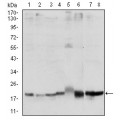 anti-HYAL1 antibody (Hyaluronidase-1) (N-Term)