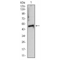 anti-HYAL1 antibody (Hyaluronidase-1) (N-Term)