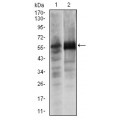 anti-HYAL1 antibody (Hyaluronidase-1) (N-Term)