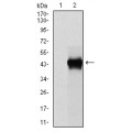 anti-HYAL1 antibody (Hyaluronidase-1) (N-Term)