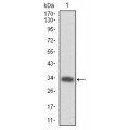 anti-HYAL1 antibody (Hyaluronidase-1) (N-Term)
