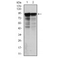 anti-HYAL1 antibody (Hyaluronidase-1) (N-Term)