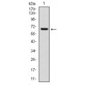 anti-HYAL1 antibody (Hyaluronidase-1) (N-Term)