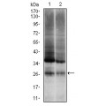 anti-HYAL1 antibody (Hyaluronidase-1) (N-Term)