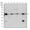 anti-HYAL1 antibody (Hyaluronidase-1) (N-Term)
