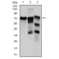 anti-HYAL1 antibody (Hyaluronidase-1) (N-Term)