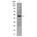 anti-HYAL1 antibody (Hyaluronidase-1) (N-Term)