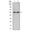 anti-HYAL1 antibody (Hyaluronidase-1) (N-Term)