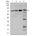 anti-HYAL1 antibody (Hyaluronidase-1) (N-Term)