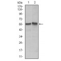 anti-HYAL1 antibody (Hyaluronidase-1) (N-Term)