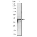 anti-HYAL1 antibody (Hyaluronidase-1) (N-Term)