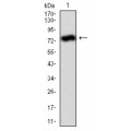 anti-HYAL1 antibody (Hyaluronidase-1) (N-Term)