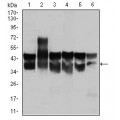 anti-HYAL1 antibody (Hyaluronidase-1) (N-Term)