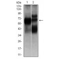 anti-HYAL1 antibody (Hyaluronidase-1) (N-Term)