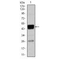 anti-HYAL1 antibody (Hyaluronidase-1) (N-Term)