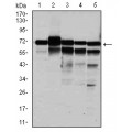 anti-HYAL1 antibody (Hyaluronidase-1) (N-Term)