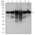 anti-HYAL1 antibody (Hyaluronidase-1) (N-Term)